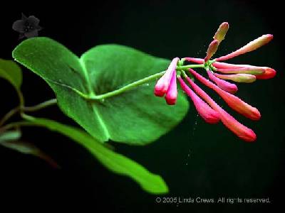 Trumpet Honeysuckle 1 - Lonicera sempervirens